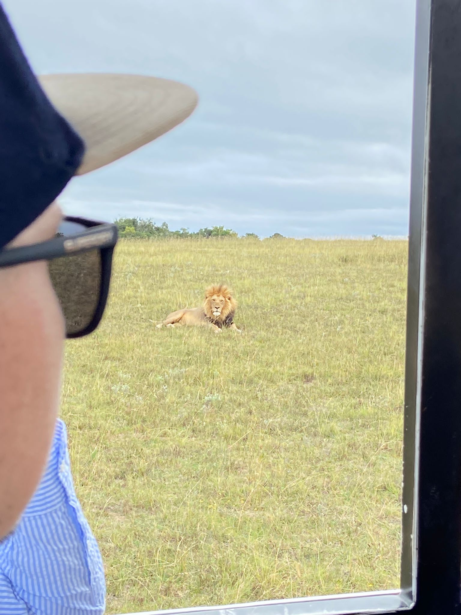 watching out over the lions on my trip to south africa